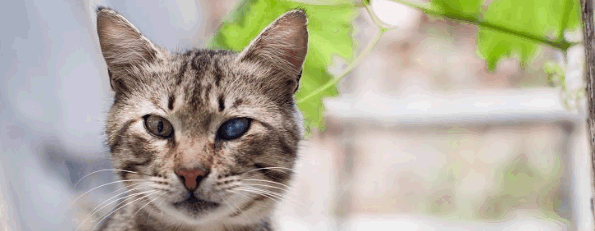 катаракта после травмы у кота